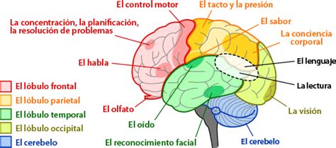 ¿qué Hace Tu Cerebro Ask A Biologist