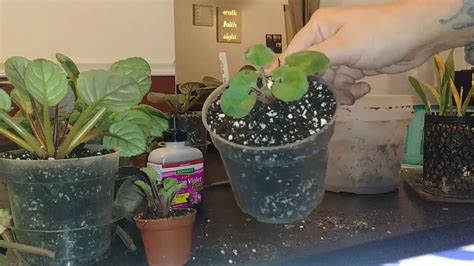 Repotting My African Violets Youtube