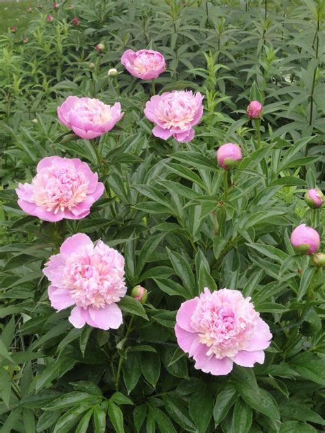 Peony Paeonia Lactiflora Edulis Superba In The Peonies Database