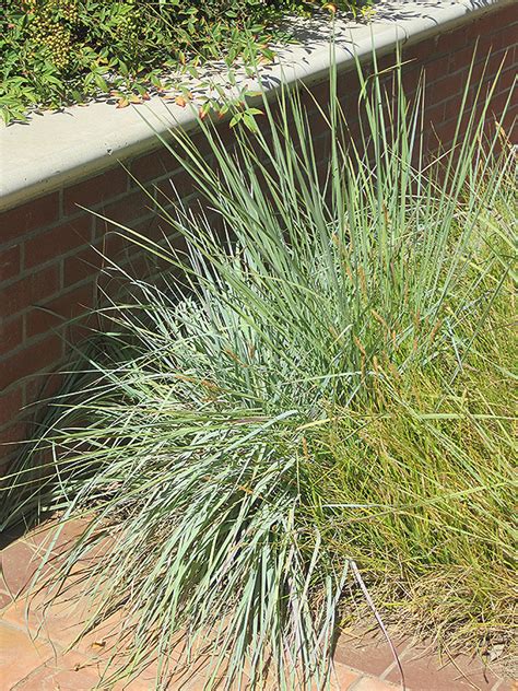 Elliott S Love Grass Eragrostis Elliottii In Philadelphia Bucks County Montgomery Harleysville