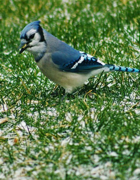 Blue Jay Photos, Download The BEST Free Blue Jay Stock Photos & HD Images