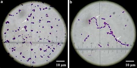 Gram Positive Pairs And Chains