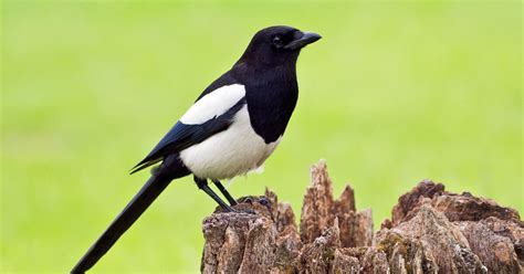 Die Elster: Informationen zu dem frechen Vogel - Mein schöner Garten
