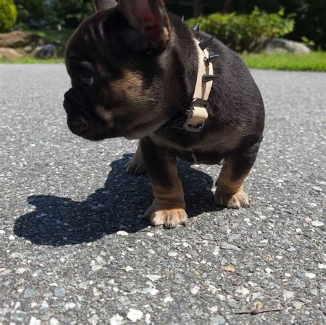 French Bulldog (Frenchie) Puppies For Sale In Massachusetts