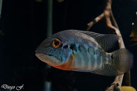 Hoplarchus psittacus | Tropical Aquarium Fish