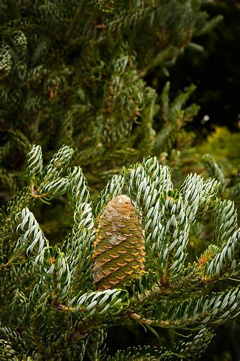 Horstmanns Silberlocke Korean Fir Monrovia Plants Evergreen Shrubs