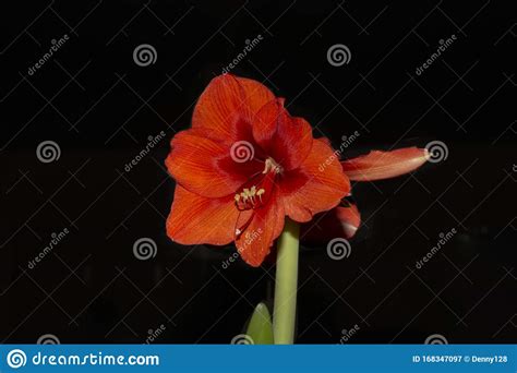 Blossom Amaryllis Somewhere Known As Common Name Naked Lady Comes