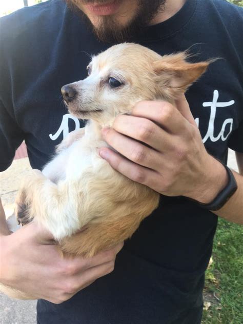 6/24/17 FOUND: tan chihuahua mix in Bloomington IL – Lost and Found Pets of McLean County Illinois