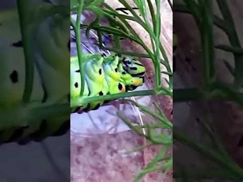 🐛🐛🐛как гусеница ест укроп🐛 прожорливая гусеница поедает укроп 😊 ...