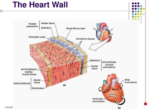 heart blood vessels histology  dr nabil khouri powerpoint