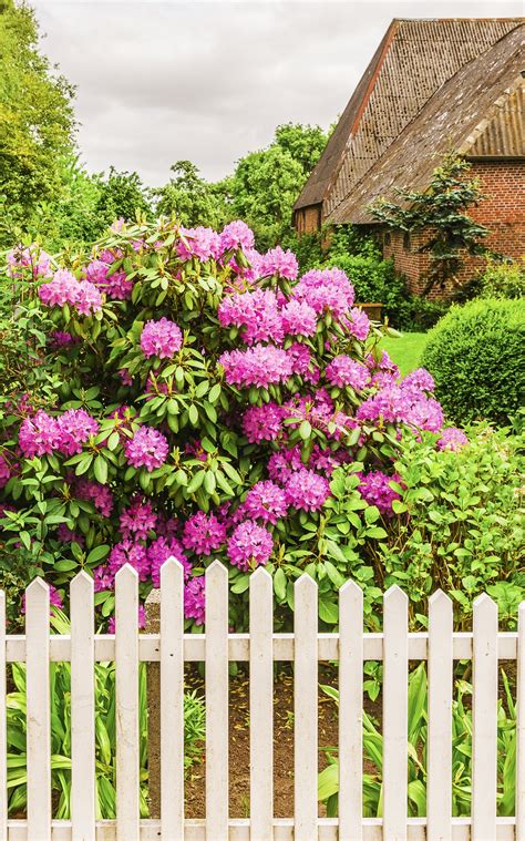 bushes in front of the house 5