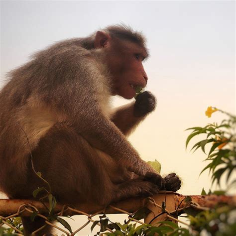 Parkinson’s Disease | The Stem Cellar