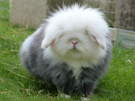 About Cute Babies With Down Fluffy Rabbits And Peter Singer Huffpost