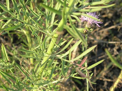 Wildflower Spotted Knapweed Centaurea Stoebe Montour Trail