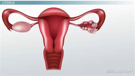 The Female Reproductive System: Functions & Parts - Lesson | Study.com