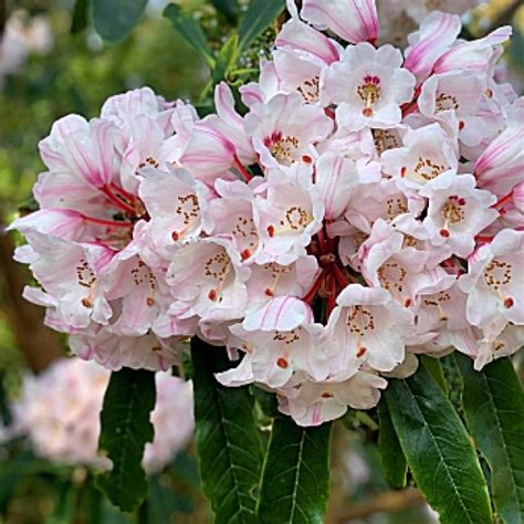 Купить Рододендрон опеншавианум