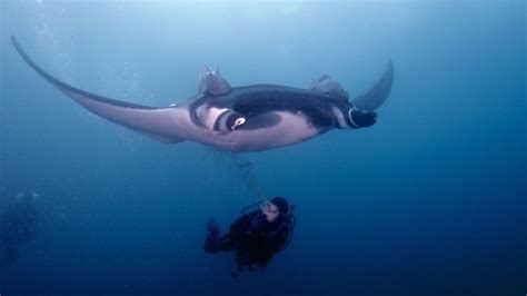 Giant Manta Ray | Imagine Our Florida, Inc