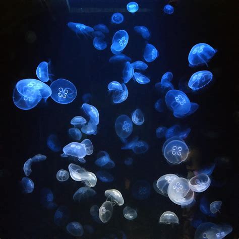 フリー画像|刺胞動物|海月/クラゲ|フリー素材|画像素材なら！無料・フリー写真素材のフリーフォト