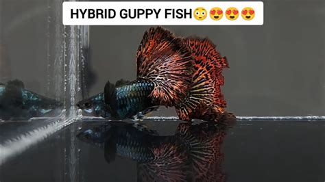 Amazing Hybrid Guppy Fish YouTube