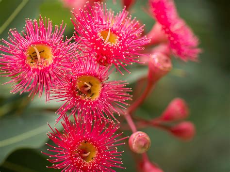 Guide to Australian Native Flowers & Our Top 16 Choices for Your Garden