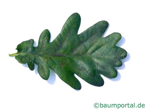 Фото Листьев Дуба С Котом — Картинки фотографии