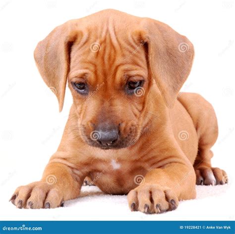 Ridgeback puppy isolated stock image. Image of pets, dogs - 19228421