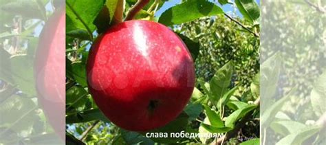 Саженцы карликовых Яблонь купить в Октябрьской | Товары для дома и дачи ...