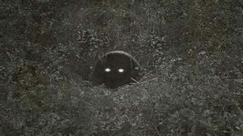 Wildlife Officials & Witness Offer Insights on Colorado 'Mystery ...