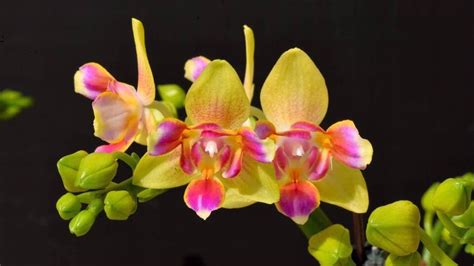 Phal. I-Hsin Venus 'Peloric' - Orchibias