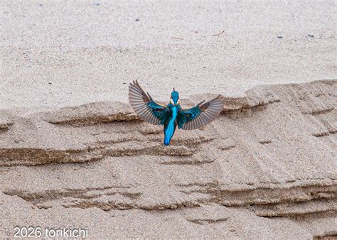 20260406 カワセミ（翡翠） | 野鳥撮影記録