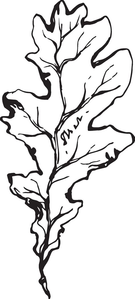 Sketch drawing of a oak leaf in black and white outline. Vintage oak ...