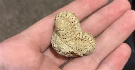 Does Anyone Know What Type Of Fossil This Is Album On Imgur