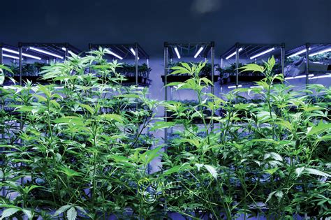 The Pros and Cons of Advanced Cannabis Cloning Techniques