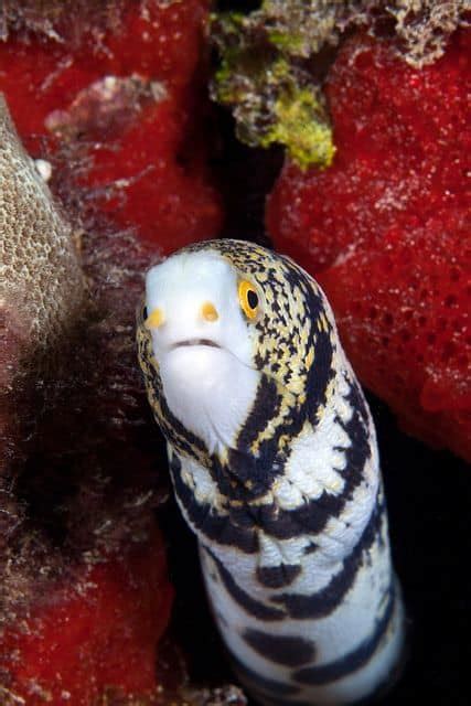 Saltwater eels for sale online | baby eel for sale near me shipped