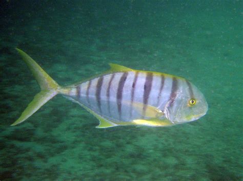 Trevallies | Thai Scuba
