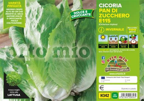 ORTO MIO Cicoria Pan di Zucchero Invernale var. Coriero - Garden Center ...