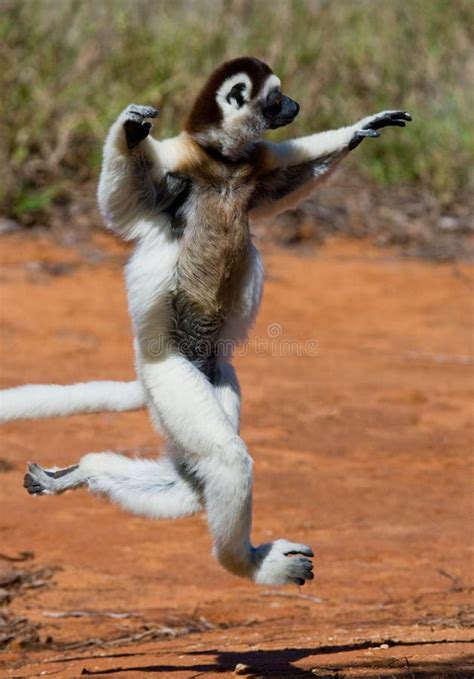 Dancing Sifaka (Lemur) stock photo. Image of madagascar - 22404064