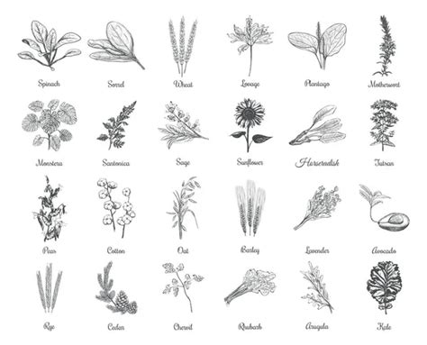 Herbs Names Stock Photos Royalty Free Herbs Names Images Depositphotos