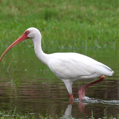 White Ibis (Eudocimus albus) :: BirdWeather