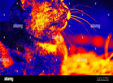 Portraits Of Cat Scanning The Animals Body Temperature With A Thermal