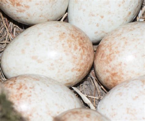 Bird Egg Identifier Gardenbird