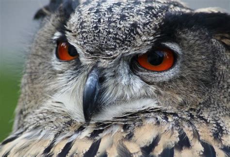 Uhu mit Schrotgewehr erschossen | Innpuls.me