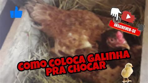 Como Colocar Uma Galinha Pra Chocar Youtube