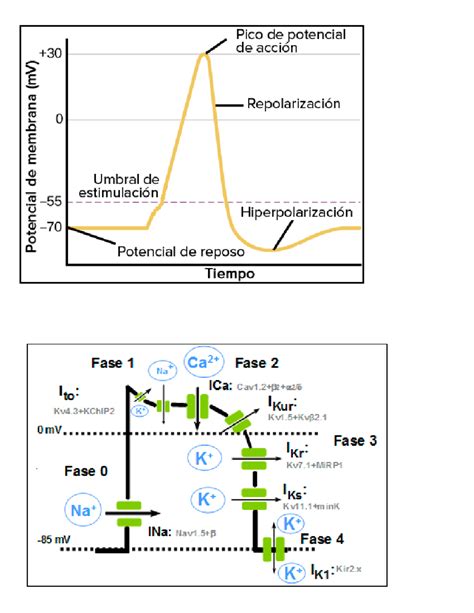 Potencial De Accion De La Neurona 5