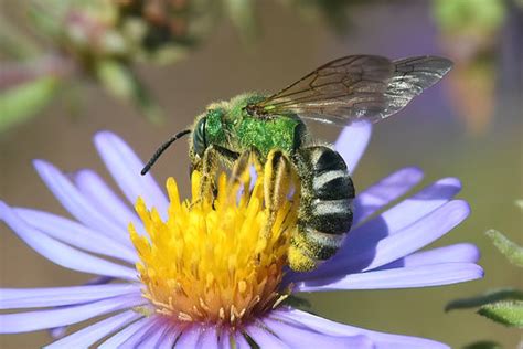 Pequeñas Abejas Verdes Metalizadas Una Maravillosa Sorpresa En Su Jar