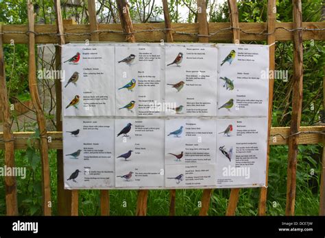 identifying birds  res stock photography  images alamy