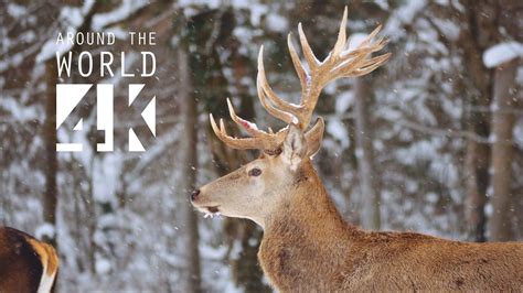 Альпийская зима. Красота!