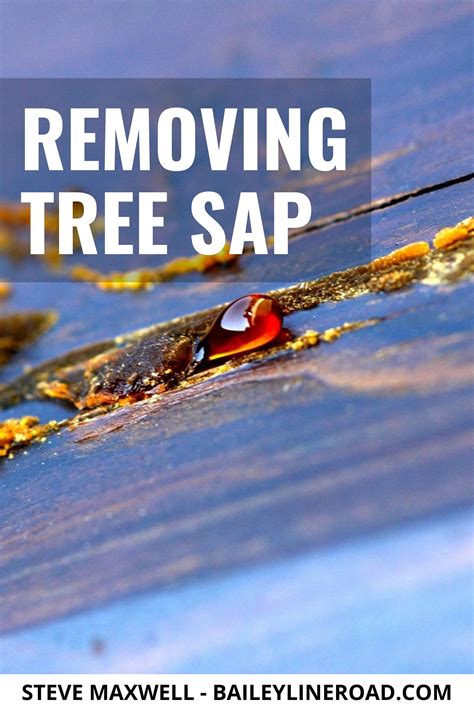 how to remove tree sap from clothes 5