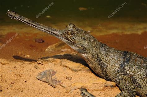 Gharial Crocodile Stock Photo by ©neelsky 37961347