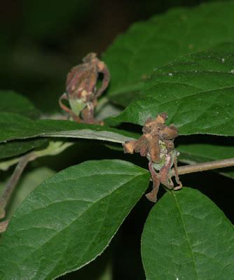 Anybody Seen My Focus Eastern Sweetshrub Calycanthus Floridus